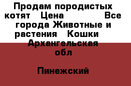 Продам породистых котят › Цена ­ 15 000 - Все города Животные и растения » Кошки   . Архангельская обл.,Пинежский 